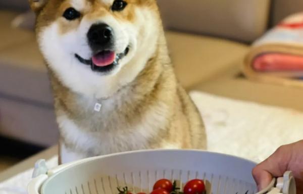 狗狗可以吃小番茄吗-图1