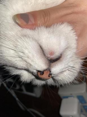 猫咪下巴毛囊炎脓包照片-图1
