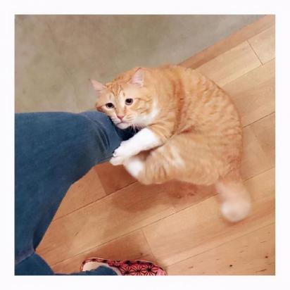 猫咪喜欢用头蹭我的脚-图1