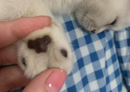 猫咪爪子充血肿大怎么办-图1