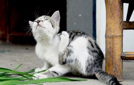 猫咪应激反应怎么安抚-图1