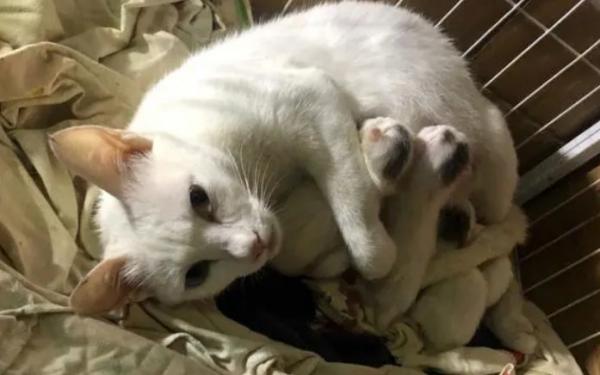 猫生产完一胎隔多久再怀孕-图1