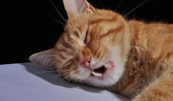 猫咪一直发出像鼾声的声音-图1