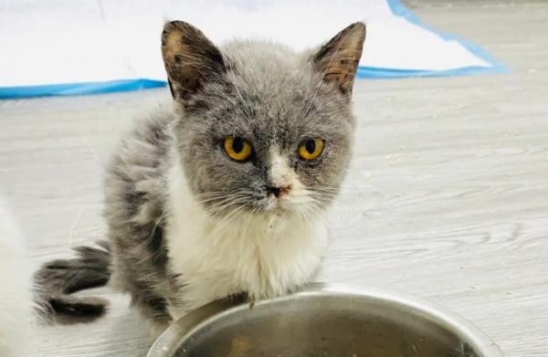 猫咪为什么围着我转蹭我-图1