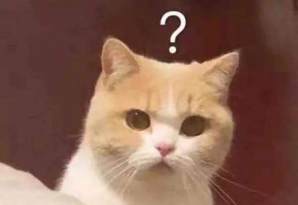 猫咪种类大全带图-图1