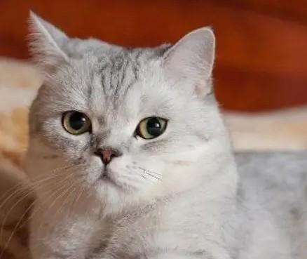 猫咪体内外驱虫多久做一次-图1