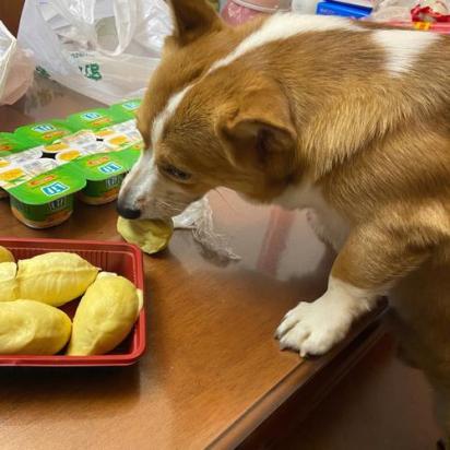 狗狗可以吃榴莲吗-图1