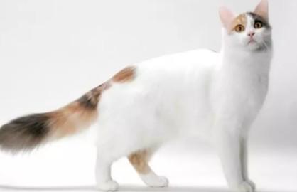 猫咪尾巴受伤了能自愈吗-图1