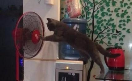 猫咪为什么怕吊扇-图1