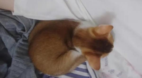 猫咪为什么喜欢咯吱窝的味道-图1