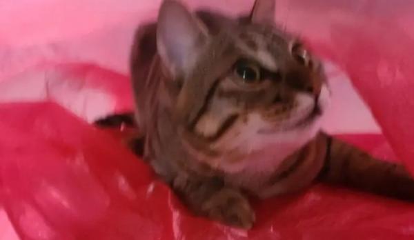 猫咪为什么喜欢尿塑料袋