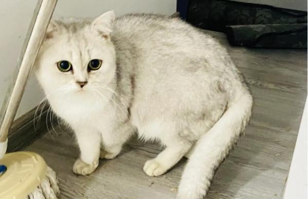 猫咪为啥被禁了-图1