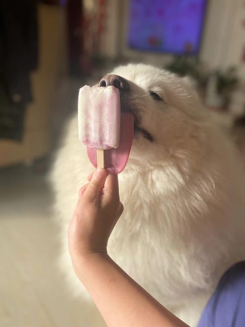 狗狗可以吃雪糕或冰淇淋吗?-图1