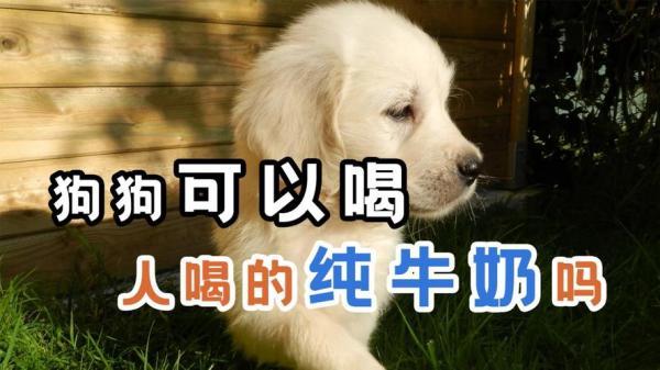 狗狗可以喝人喝的纯牛奶吗-图1