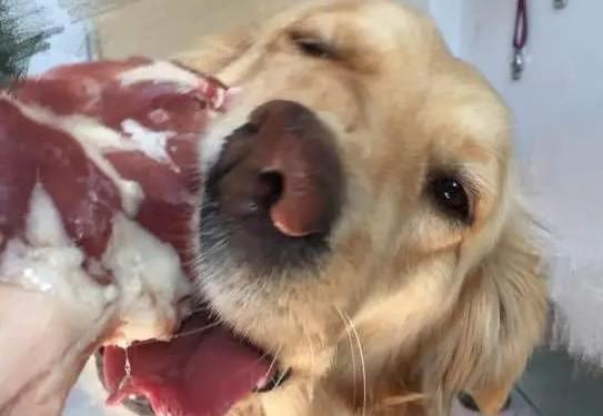 狗狗可以吃猪肉吗-图1
