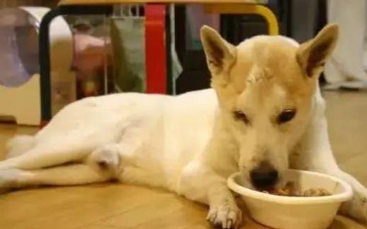 狗狗可以吃鱼肉吗-图1