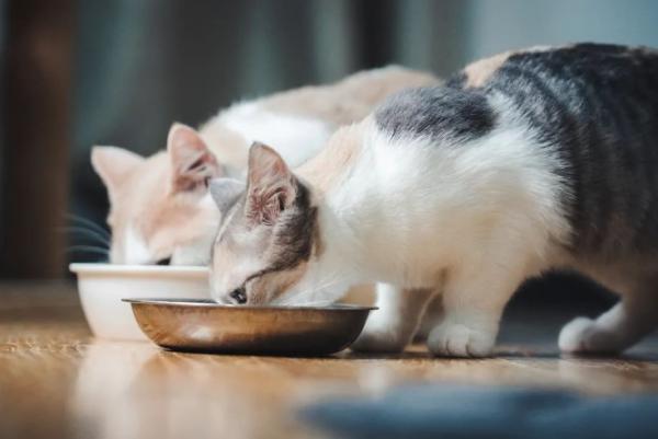 猫咪为什么啃我的头-图1