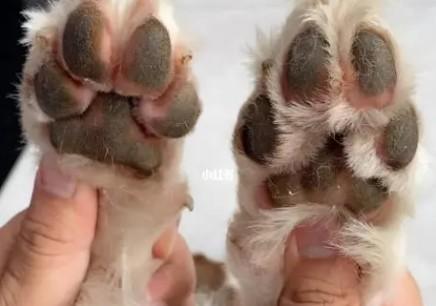 狗狗脚毛掉了怎么回事-图1