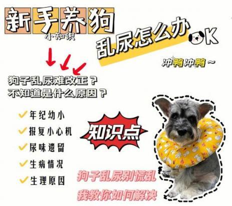 狗狗老了尿失禁怎么办