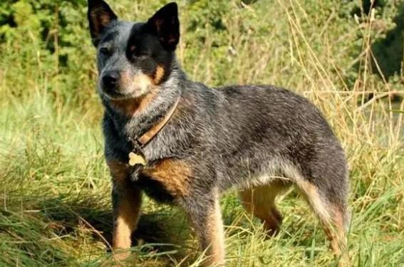 长得像土狗的名犬-图1