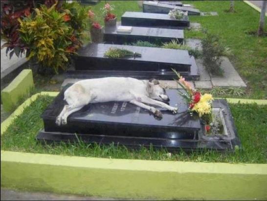 狗狗死后埋在哪里比较好-图1
