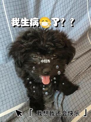 狗狗嗓子好像有痰似的呼呼的-图1