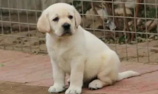 最干净最好养的中型犬-图1
