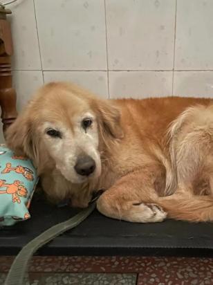 狗狗糖尿病会自愈吗