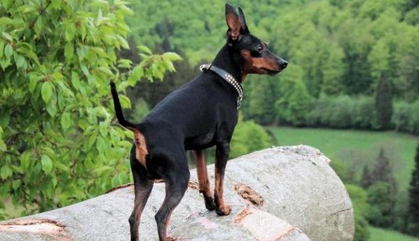 最厉害的小型护卫犬-图1