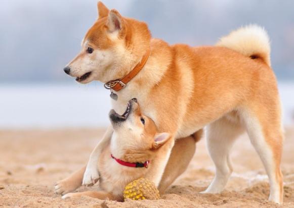 中型犬短毛品种大全-图1