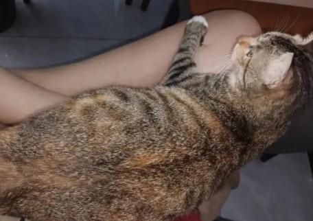 猫咪突然一只脚不敢落地-图1