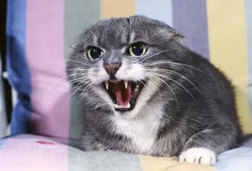 猫咪突然有攻击性了怎么回事-图1