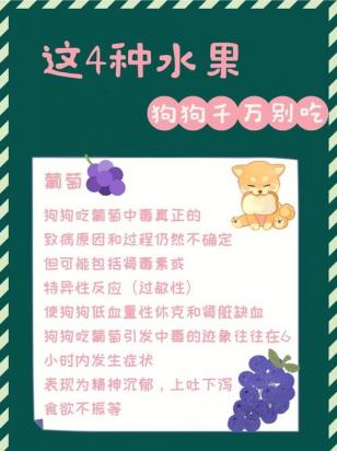 狗狗能不能吃哈密瓜-图1
