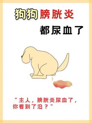 狗狗尿血会自己好吗