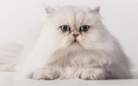 猫咪为啥老扑主人的脚-图1