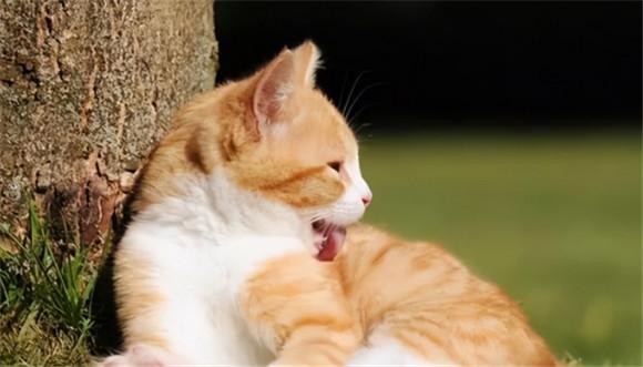 猫咪突然到处舔是怎么了