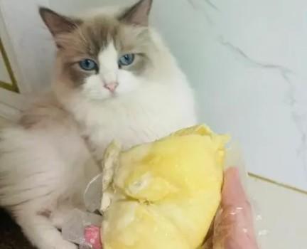 猫咪能吃榴莲吗
