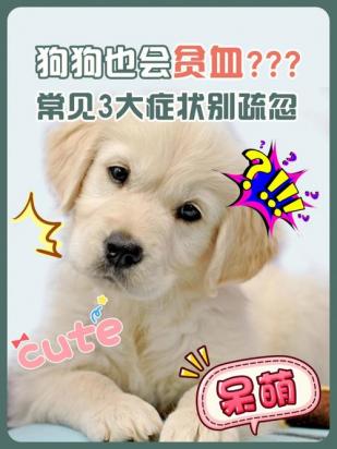 狗狗贫血多久能补上来