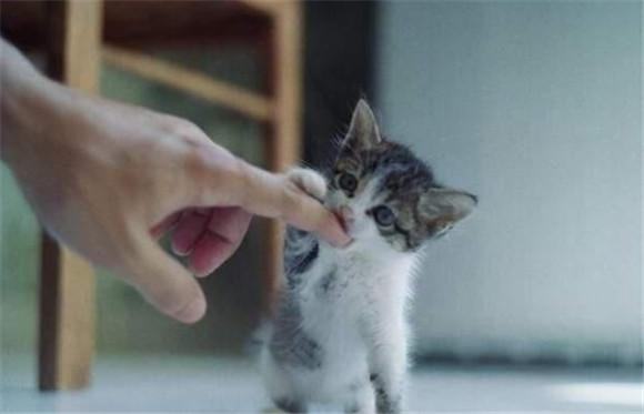猫咪推开主人的手-图1