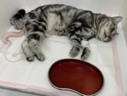 猫咪尿里带血怎么回事-图1