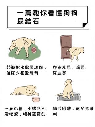 狗狗尿结石最快的排出方法