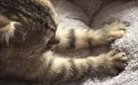 猫咪为什么踩奶-图1