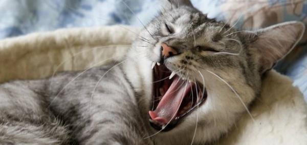 猫咪玩一会儿就张着嘴-图1
