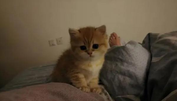 猫咪晚上关灯后一直叫-图1
