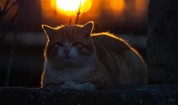 猫咪晚上叫怎么办-图1
