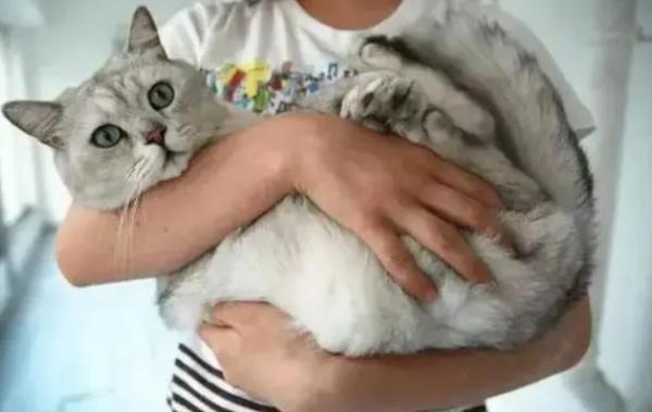 猫咪为什么抗拒主人抱-图1
