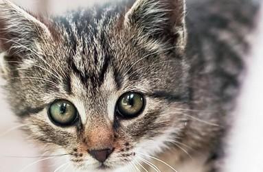 猫咪围着我转圈蹭我是什么意思-图1