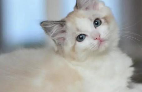 猫咪尾巴左右摇摆是什么意思-图1