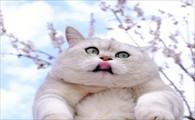 猫咪突然特别黏你预兆-图1