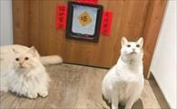猫咪晚上敲门想进房间-图1